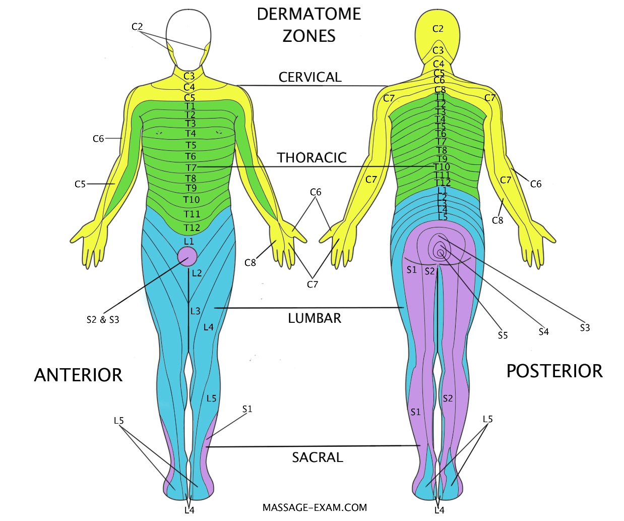 Massage Therapy Terminology Glossary - 